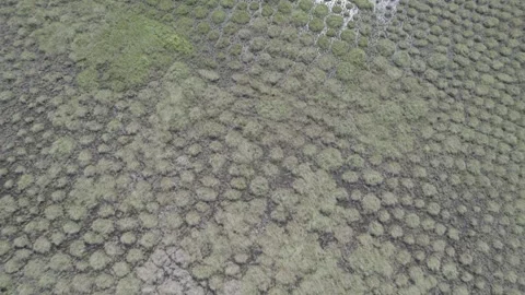 Amerindian Mounds and Raised Fields, French Guiana (Aerial View) Stock Footage 312354636