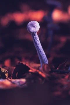 Amethyst deceiver in beautiful light Stock Photos