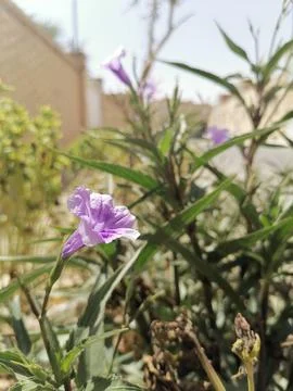 Amethyst Elegance Stock Photos