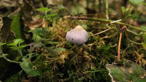 Amethyst mushroom Stock Footage 224954753