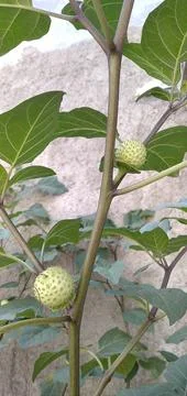 Amethyst Stock Photos