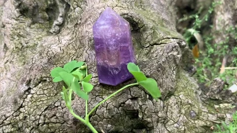 Amethyst prism in trunk tree Stock Footage 157000415