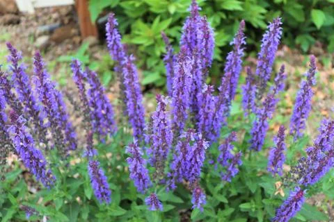 Amethyst Sage Stock Photos