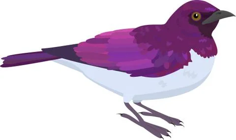 Amethyst Starling vector illustration Stock Illustration