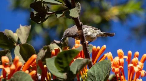 Amethyst sunbird Stock Photos