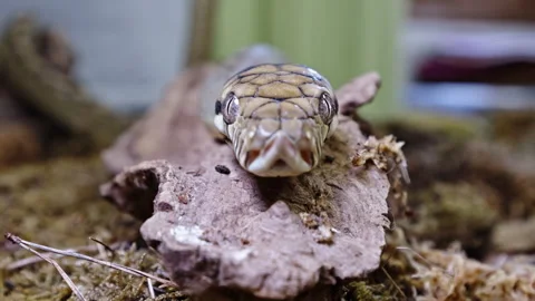 Amethystine python close-up on bark, highlighting intricate scales and Stock Footage 291854712