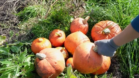 Amid the autumn fields, the bountiful harvest of freshly picked yellow pumpkins Stock Footage 287530509
