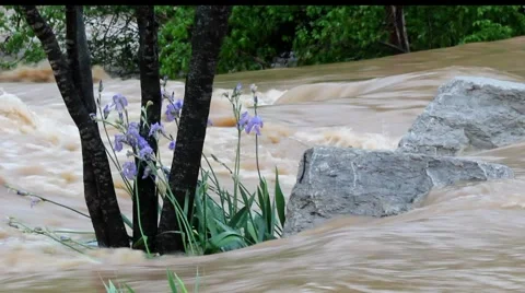 Amid the Forces of Nature - Flooded Iris Bed After The Storm Video stock 4666464