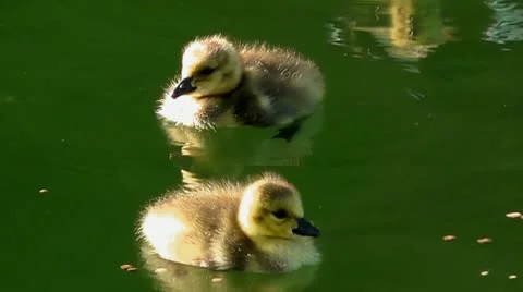 Amid Nature - Baby Geese - Canada Goose Day Old Goslings Stock Footage