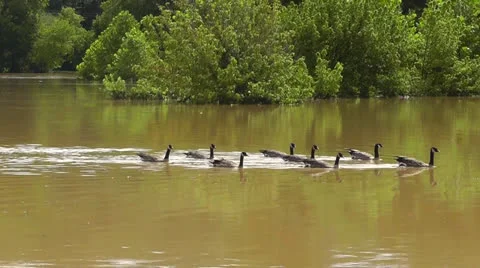 Amid Nature, Canada Geese Glide Across A Pond Stock Footage