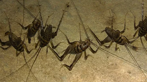 Amid Nature - Cave Crickets Video stock 71112196