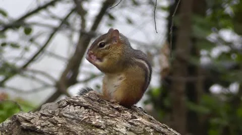 Amid Nature - Chipmunk Chirping a Warning Video stock 12192655