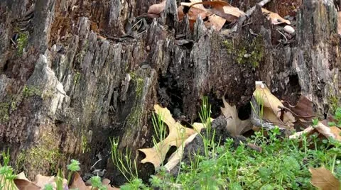 Amid Nature - Chipmunk Spunk Video stock 10831292