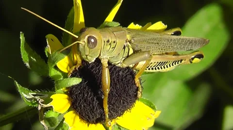 Amid Nature - Close-up of a Large Grasshopper on Black Eyed Susan Flower Video stock 27597019