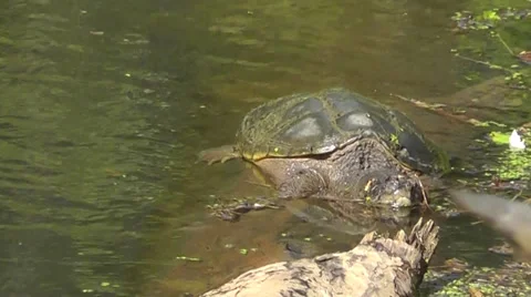 Amid Nature - Common Snapping Turtle Sunning on a Log Video stock 32220676