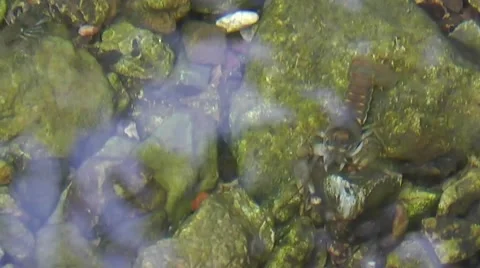 Amid Nature - Crawdad - Crayfish - Poor Man's Lobster - Crab Video stock 46808210