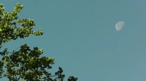 Amid Nature - Daylight Moon - Blue Sky and 3 Quarter Moon Stock Footage