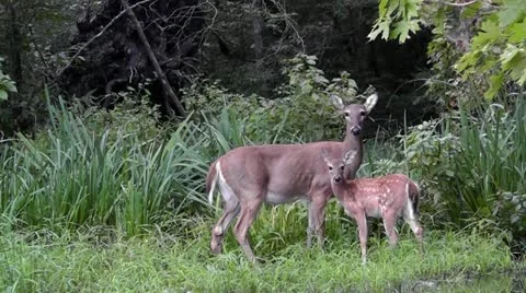 Amid Nature - A Doe and Fawn Whitetail Deer At The Lake Stock Footage