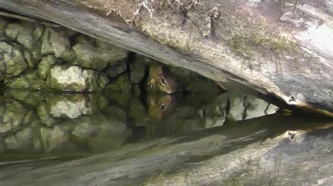 Amid Nature - Eastern Chipmunk Drinks At A Local Lake Video stock 11968733