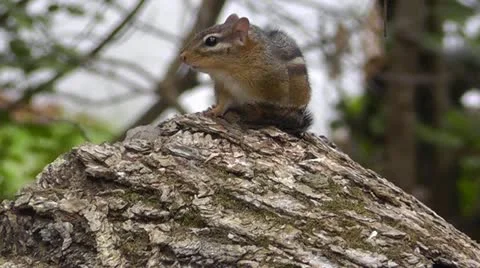 Amid Nature - Eastern Chipmunk warns others by chirping loudly Video stock 12192654