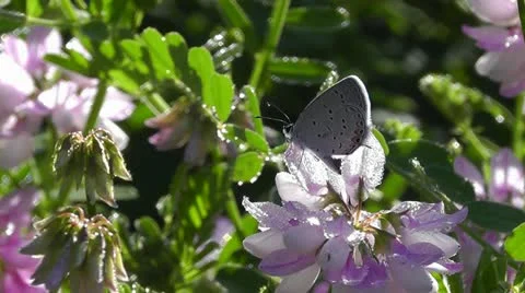 Amid Nature - Eastern Tailed Blue Butterfly, High Def, 1920 x 1080 Stock Footage