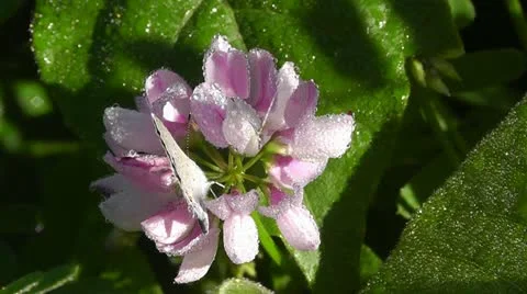 Amid Nature - Eastern-Tailed Blue Butterfly, High Def. 1920 x1080 Video stock 10988175