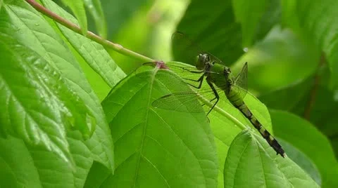 Amid Nature - Emerald Dragonfly on Spring Leaves  HD 1920 x 1080 Video stock 10975821