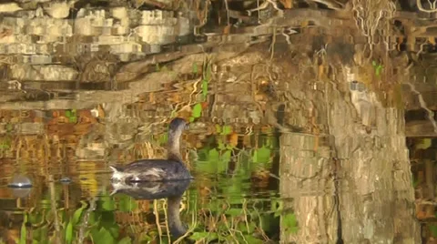 Amid Nature - Grebe Reflections 스톡 동영상 34381373