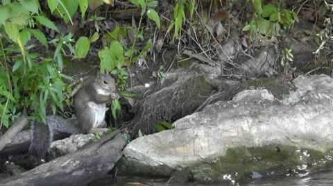Amid Nature - Grey Squirrel Dining and Drinking at the Lake 스톡 동영상 12123400