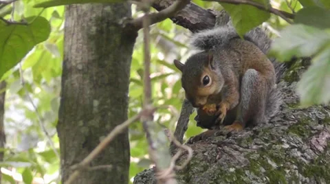 Amid Nature - Grey Squirrel In Tree Eating a Nut Video stock 27450670