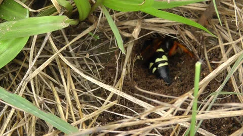 Amid Nature - A Large Cicada Killer Wasp Digs A Burrow Video stock 26246306