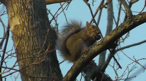Amid Nature - Little Grey Squirrel Eats A Nut on a Branch Stock Footage