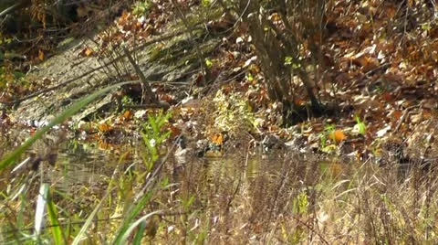 Amid Nature - A Pair of Camera Shy Wood Ducks in the Fall Video stock 12449207