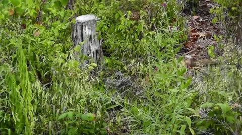 Amid Nature - Red Fox Get's A Drink Stock Footage