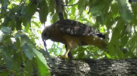 Amid Nature - Red-Shouldered Hawk Eating Snapping Turtle Prey Video stock 11969215
