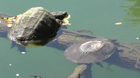 Amid Nature - Snapping &amp; Softshell Turtle Share a Log 스톡 동영상 32220623