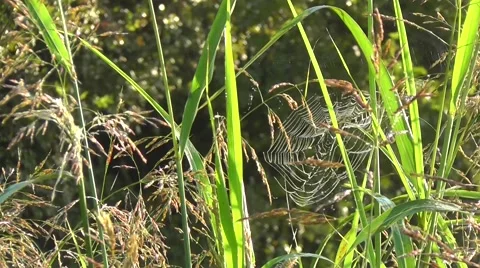 Amid Nature Spider Web Covered in Early Morning Dew Video stock 68990649