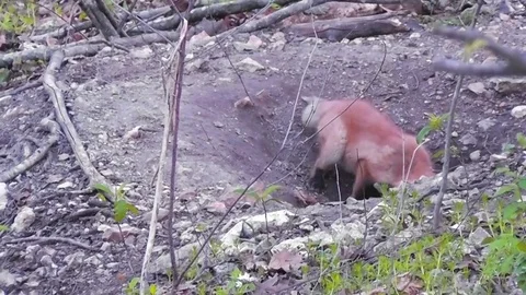 Amid Nature Spring - Red Fox Cubs Playing Outside Their Den 스톡 동영상 73572199