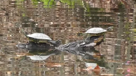 Amid Nature Two Turtles Stretched Out On A Log Sunning Themselves Video stock 62188483