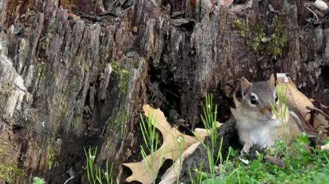 Amid Nature - A Wary Eastern Chipmunk Plays "Can You See Me Now?" Video stock 10831289