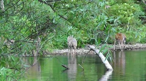 Amid Nature - Whitetail Deer, does, buck and fawn, gather at the lakeshore. Video stock 12009497