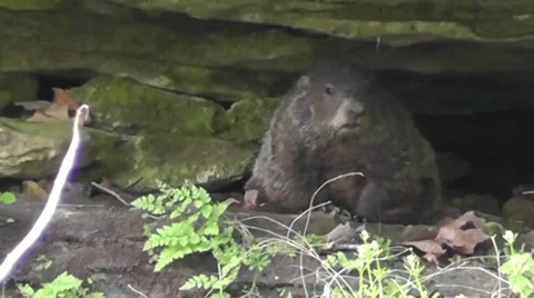 Amid Nature - Woodchuck (AKA Groundhog) hides from the rain Stock Footage