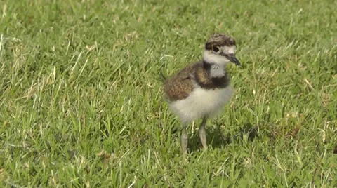 Amid Nature - Young Down Covered Killdeer Chick Video stock 27465836