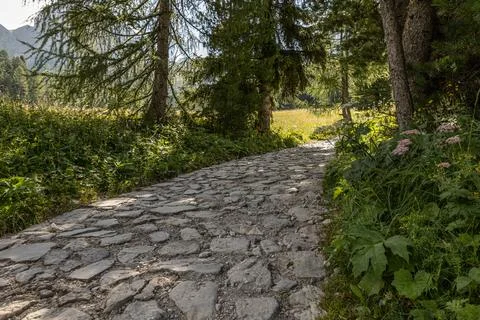 Amidst dense forests Stock Photos