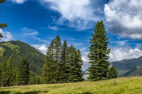 Amidst dense forests Stock Photos
