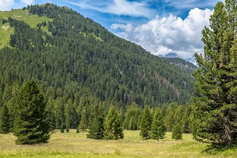 Amidst dense forests Stock Photos