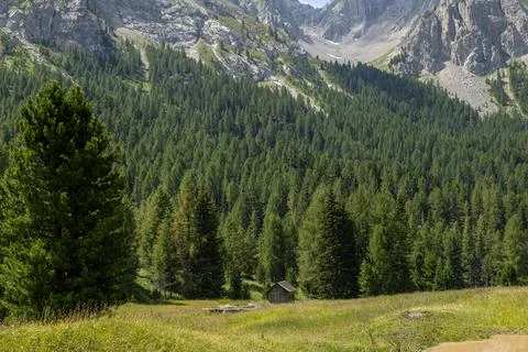 Amidst dense forests Stock Photos
