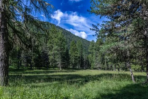 Amidst dense forests Stock Photos