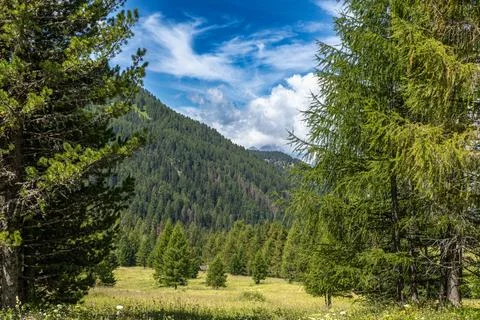 Amidst dense forests Foto stock