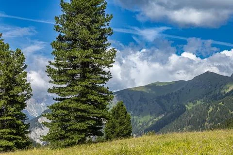 Amidst dense forests Stock Photos